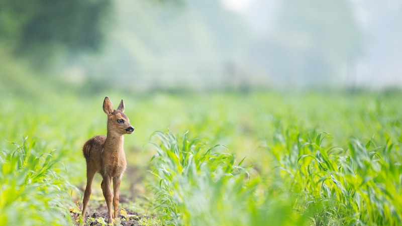 害獣駆除の費用はいくらかかる?動物別の料金相場と安く抑えるコツを徹底解説